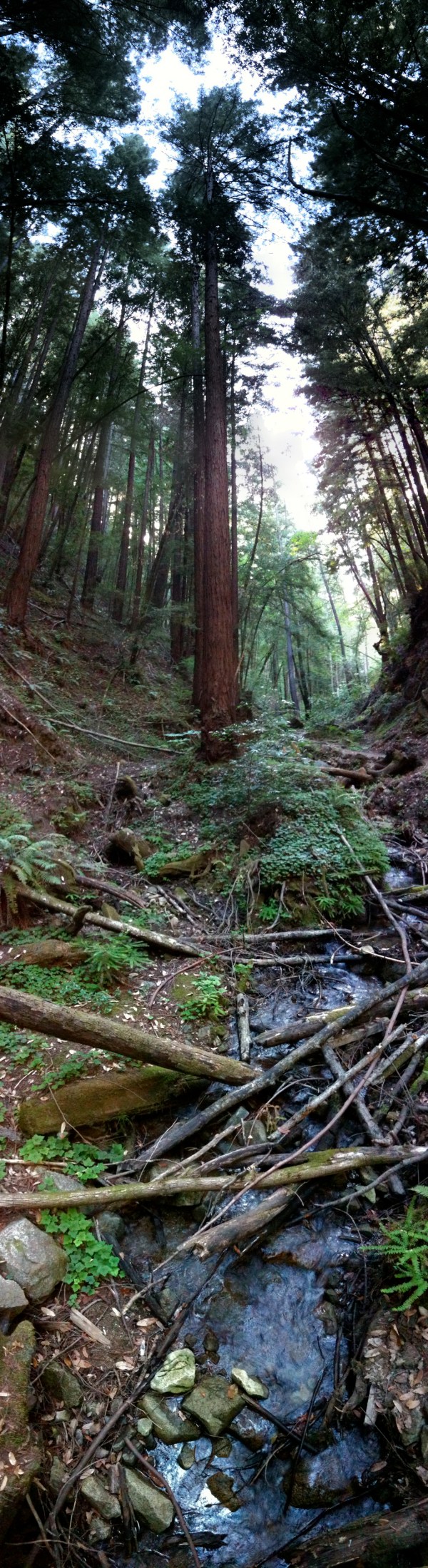 tall tree henry cowell