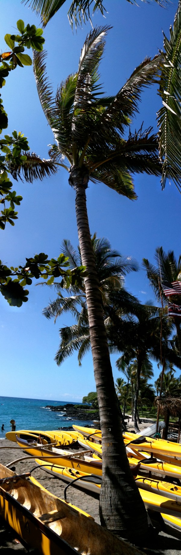 palm tree and canoes palm tree and canoes