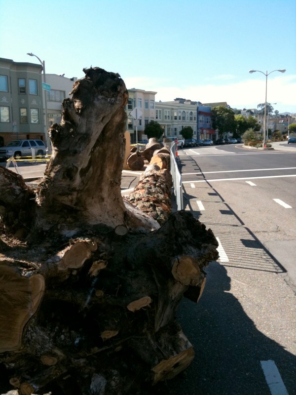 guerrero beach driftwood guerrero beach driftwood