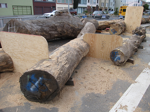 plywood vs driftwood plywood vs driftwood