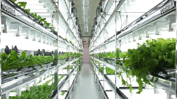 toshiba-indoor-farm